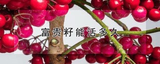 富贵籽能活多久,第1图