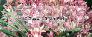 兰花满堂红花期多长时间,第1图