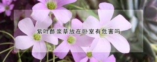 紫叶酢浆草放在卧室有危害吗,第1图