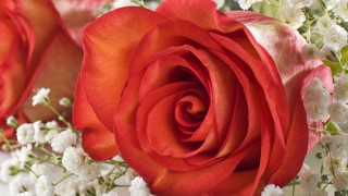 情人节送什么花，红玫瑰/百合/郁金香都很合适,第1图