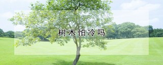 树木怕冷吗,第1图