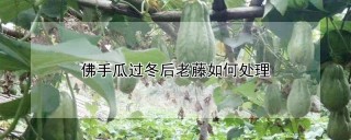 佛手瓜过冬后老藤如何处理,第1图