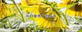 向日葵蔫了怎么办,第1图