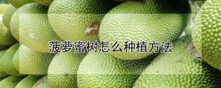 菠萝蜜树怎么种植方法,第1图