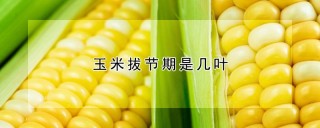 玉米拔节期是几叶,第1图