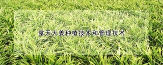 露天大姜种植技术和管理技术,第1图