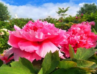 牡丹花语寓意，富贵吉祥、繁荣昌盛/吉祥幸福、美好憧憬,第5图