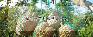 榴莲开花到成熟要多久,第1图