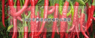 北方芒种适合种植什么蔬菜,第1图