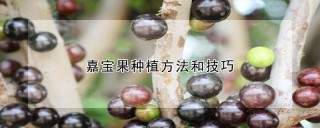 嘉宝果种植方法和技巧,第1图