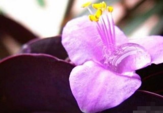 紫罗兰花语，代表着纯洁的爱、永恒的美、高尚的美德,第2图