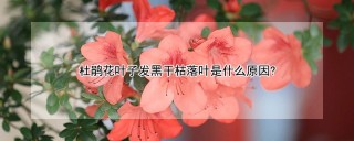 杜鹃花叶子发黑干枯落叶是什么原因?,第1图