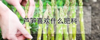 芦笋喜欢什么肥料,第1图