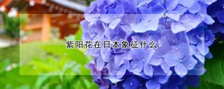 紫阳花在日本象征什么,第1图