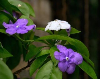 茉莉花的常见品种，欣赏最好看的六大品种,第1图