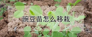 豌豆苗怎么移栽,第1图