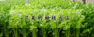 芹菜的种植方法,第1图