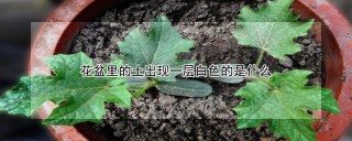 花盆里的土出现一层白色的是什么,第1图