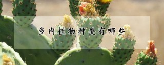 多肉植物种类有哪些,第1图