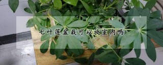 七叶莲盆栽可以放室内吗,第1图