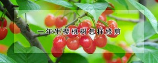 一年生樱桃树怎样修剪,第1图