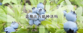 蓝莓北方能种活吗,第1图