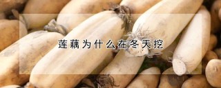 莲藕为什么在冬天挖,第1图