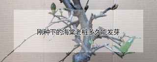 刚种下的海棠老桩多久能发芽,第1图