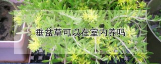 垂盆草可以在室内养吗,第1图