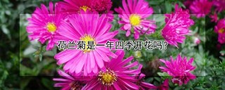 荷兰菊是一年四季开花吗？,第1图