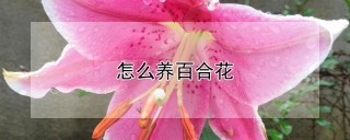 怎么养百合花,第1图