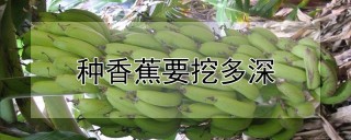 种香蕉要挖多深,第1图