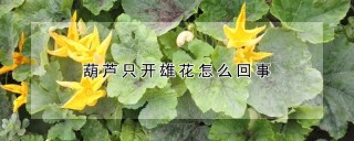 葫芦只开雄花怎么回事,第1图