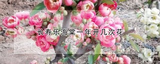 长寿乐海棠一年开几次花,第1图