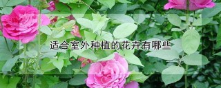 适合室外种植的花卉有哪些,第1图