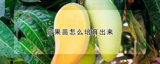 芒果苗怎么培育出来,第1图