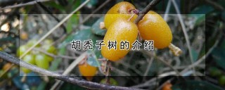 胡秃子树的介绍,第1图