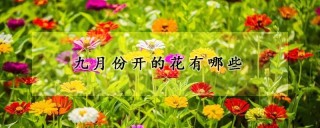 九月份开的花有哪些,第1图