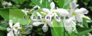 冬天不落叶的庭院植物,第1图