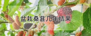 盆栽桑葚几年结果,第1图