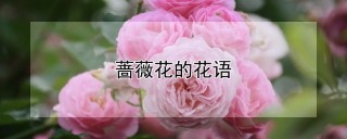 蔷薇花的花语,第1图