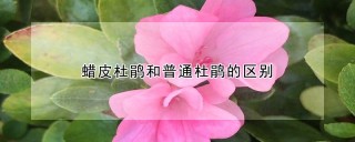 蜡皮杜鹃和普通杜鹃的区别,第1图