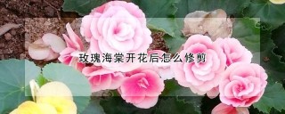 玫瑰海棠开花后怎么修剪,第1图