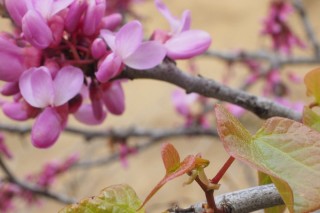 紫荆花为什么长在树干上,第3图