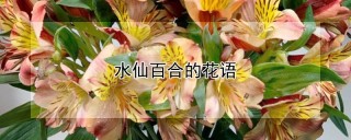 水仙百合的花语,第1图