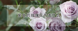 紫色的玫瑰花代表什么,第1图