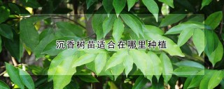 沉香树苗适合在哪里种植,第1图