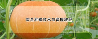 南瓜种植技术与管理施肥,第1图