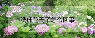 绣球花蔫了怎么回事,第1图