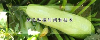 笋瓜种植时间和技术,第1图